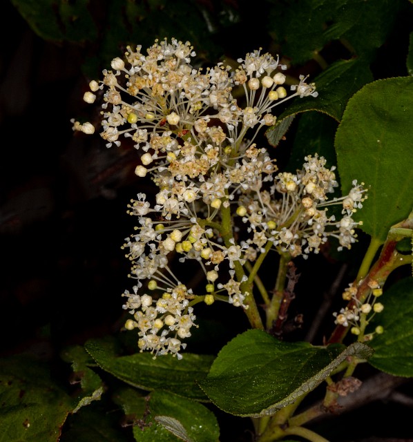 Ceanothus velutinus 20-9882.jpg